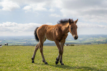 Fototapeta na wymiar Young brown and wild horse walking in the middle of nature during a sunny day in the UK