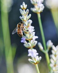 Wrorker Bee collecting pollen on Lavender flower macro close up