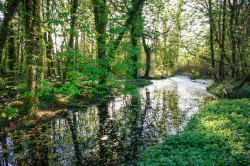 Vibrant Forest With Natural Waterscape