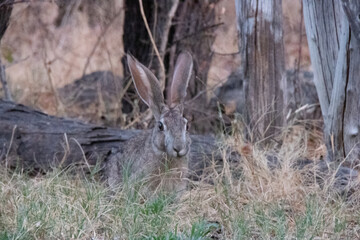 Close up of Cape hare between yellow and green grass