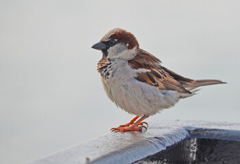 Sparrow on the rail of a boat