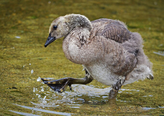 Gosling splashing in the water