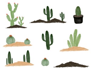 arrangement of cactus collection