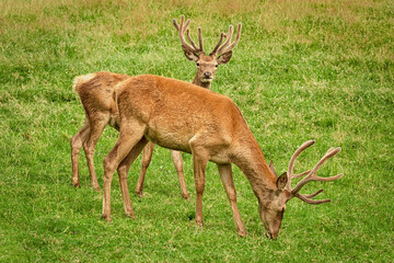 Two deers on the pasture