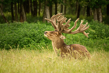Deer with big horns