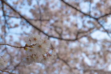 Blossom world