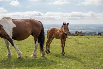 Naklejka na ściany i meble Young brown and wild horse walking in the middle of nature during a sunny day in the UK