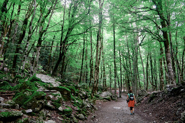 Mysterious path full of roots in the middle of forests surrounded by green bushes, leaves and ferns found in the Ordesa Valley. Ordesa and Monte Perdido National Park. Pyrenees. Huesca. Aragón. Spain.