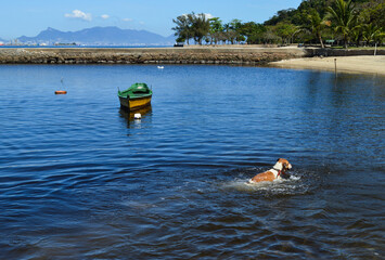 O c&atilde;o nada em uma praia onde tem um pequeno barco verde