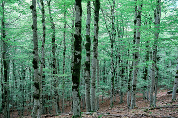 Green forest tree foliage in summer shining through leaves, natural canvas texture in watercolor style