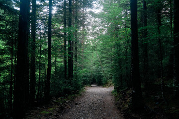 Obraz premium View from deep in a wild forest in Sweden. Bird trees growing among moss-covered rocks and some sunlight shining through the branches.