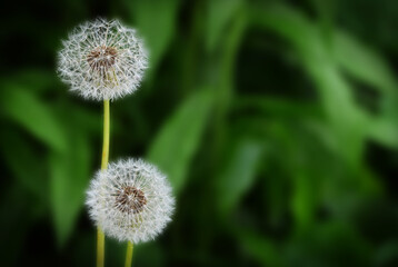 dandelions in the grass