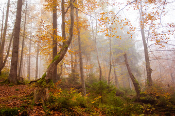 The big old oak tree in the autumn forest