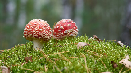 Toadstools (Amanita muscaria) grow on the forest floor in autumn 