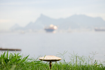 Pequeno cogumelo no gramado com paisagem desfocada ao fundo