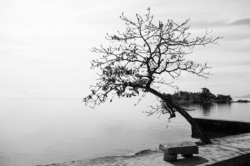 Arvore frente ao mar em preto e branco