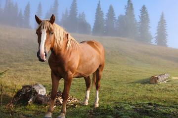 Fototapeta na wymiar Horse grazing on pasture in misty morning. Lovely domesticated pet