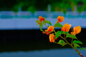 orange bougainvillea flowers blooming on a blurred background
