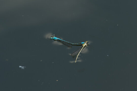 Mating damselflies, Pseudagrion microcephalum, dead in the water