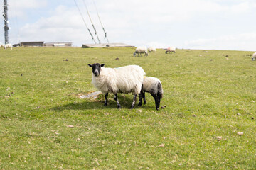 Obraz premium A wild pregnant adult beautiful horse walking in the middle of nature in the UK