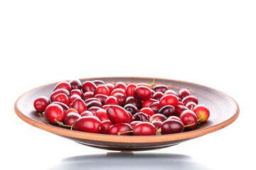 Several bright red ripe dogwood berries in a ceramic bowl, close-up, isolated on white.