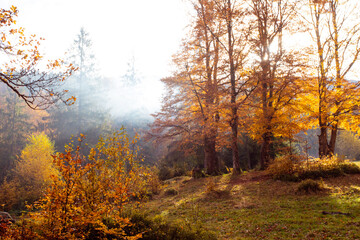 The bright sun rises over the hill in the autumn forest