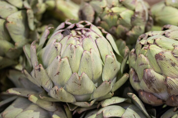 Obraz premium artichoke from the green grocer