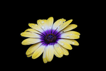 white chrysanthemum on black