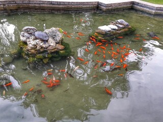 turtles and goldfish in the fountain