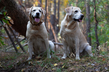 Young yellow happy labradors in the park on a warm autumn day
