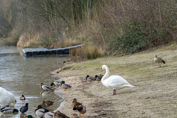 White swan and ducks on the lake shore