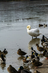 White swan and ducks on the lake shore
