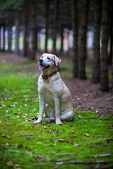 Young yellow happy labradors in the park on a warm autumn day