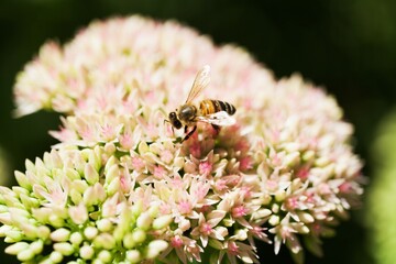 Selective Focus of Bee on a Flower