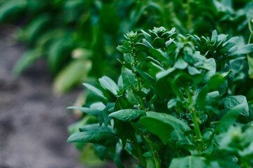 Spinach bushes.  Fresh spinach leaves played close-up. Healthy food