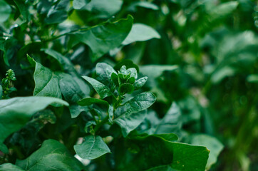 Spinach bushes.  Fresh spinach leaves played close-up. Healthy food