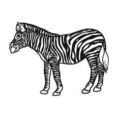 Fototapeta na wymiar Zebra vector drawing, black stripes, isolated white background