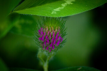 verde pasto paisaje trebol macro planta flor azul verde amarillo bokeh