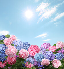 Many different beautiful hortensia flowers against blue sky