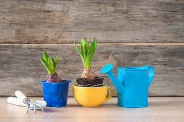 Spring gardening concept; Young plants of hyacinths, blue watering can and gardening equipments on wooden background