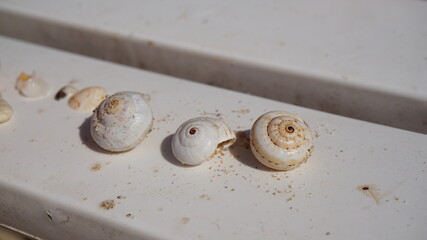 Fototapeta na wymiar empty shells of small snails summer beach