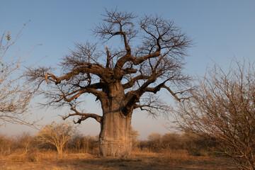 Huge single baobab tree standing in it's natural habitat in Namibia, Africa