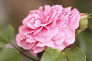 Pink flower - close up