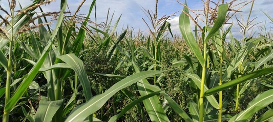 a large field of green corn