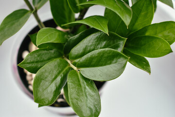 Green pot plant