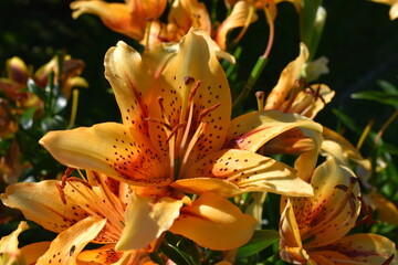 Lilium Hôtel California (OAO) © Frederic.M