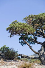 A pine tree in the Caucasus mountains off the coast of Anapa, Russia