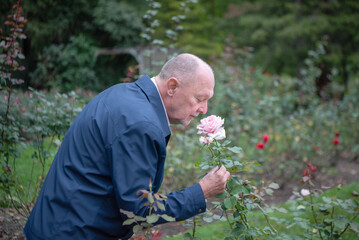A senior gay man bends over and smells a large pink rose in the park.