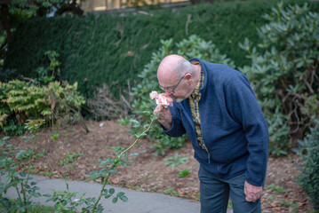 Fototapeta premium A senior gay man bends over and smells a large pink rose in the park.