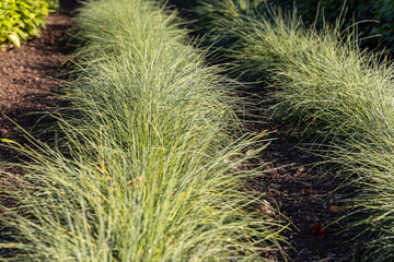 Beautiful horizontal texture of green and yellow ornamental grass Carex is in a garden in autumn